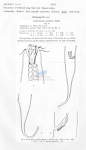 Nematode file-library of the Marine Biology Section (Ghent University, Belgium)