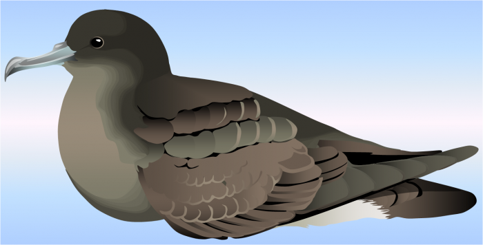 Sooty shearwater