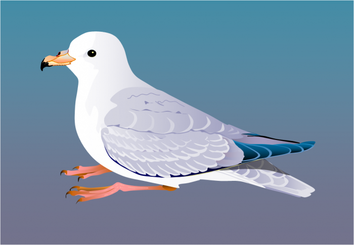 Southern fulmar Southern fulmar
