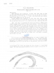 Nematode file-library of the Marine Biology Section (Ghent University, Belgium)