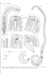 Metachromadora longispiculosa