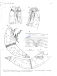 Metachromadora namibiensis