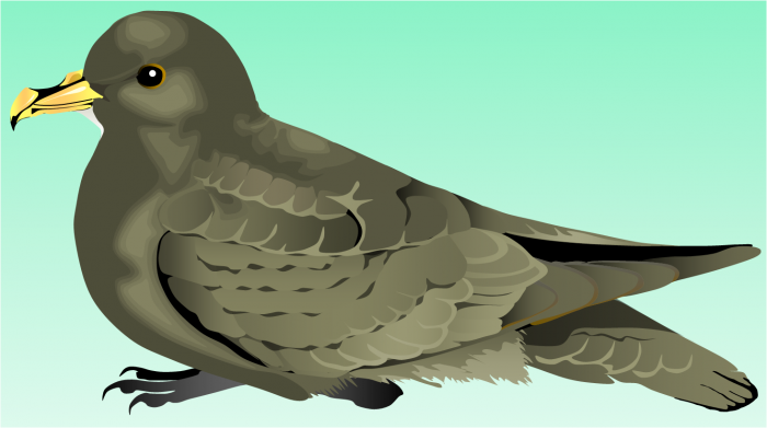 White-chinned petrel White-chinned petrel