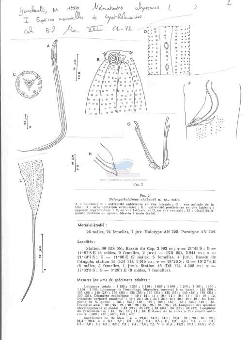 Metacyatholaimus chabaudi