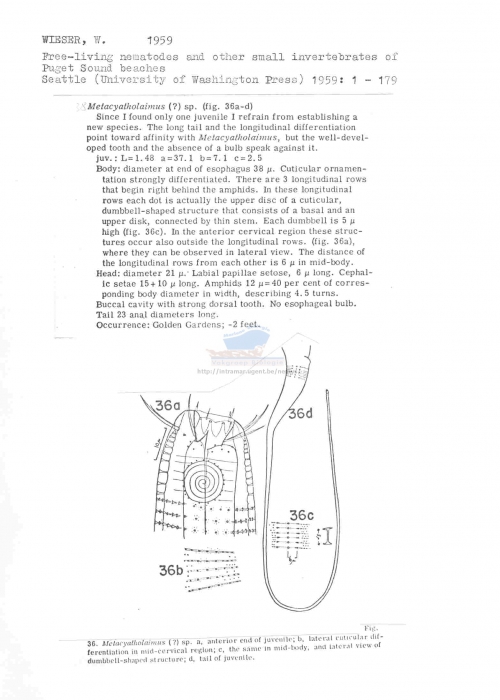 Metacyatholaimus