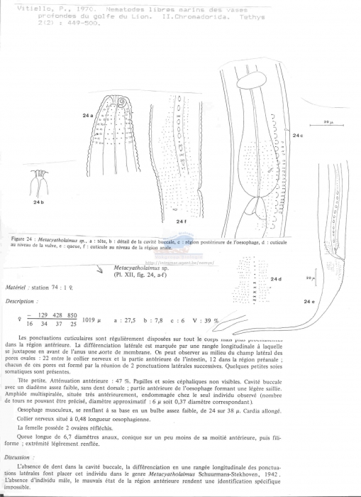 Metacyatholaimus