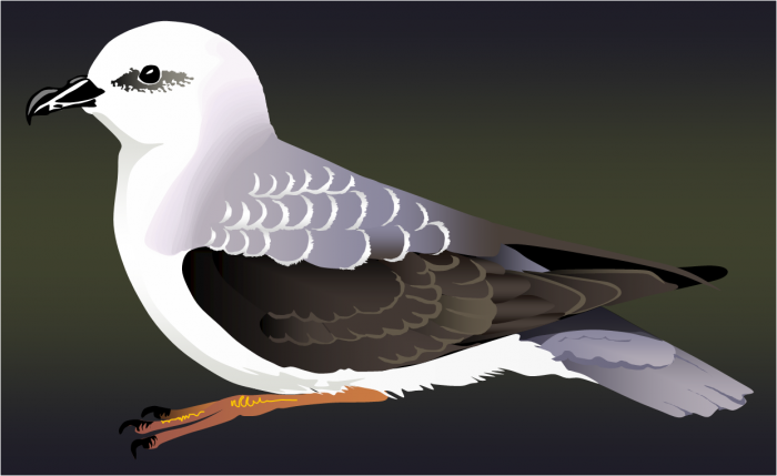 White-headed petrel