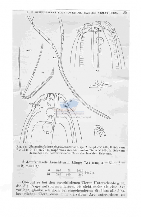 Metacylicolaimus flagellicaudatus