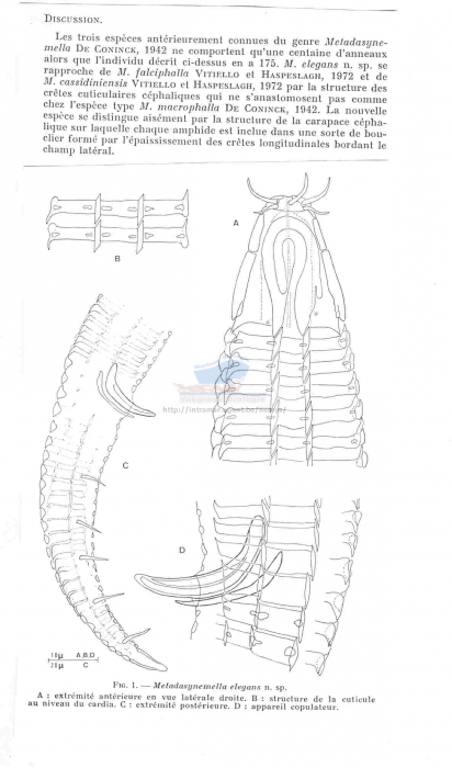 Metadasynemella elegans