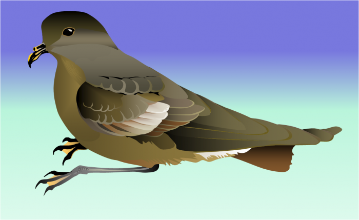 Wilson's storm petrel Wilson's storm petrel