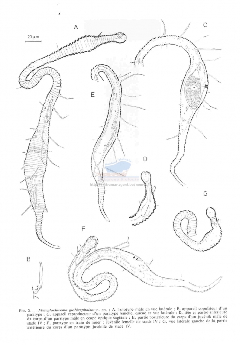 Metaglochinema globicephalum