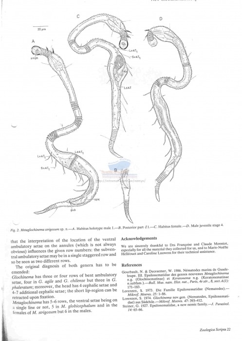 Glochinema strigosum