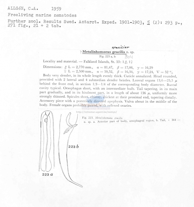 Metalinhomoeus gracilior