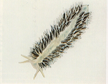 Fiona pinnata (Eschscholtz, 1831)