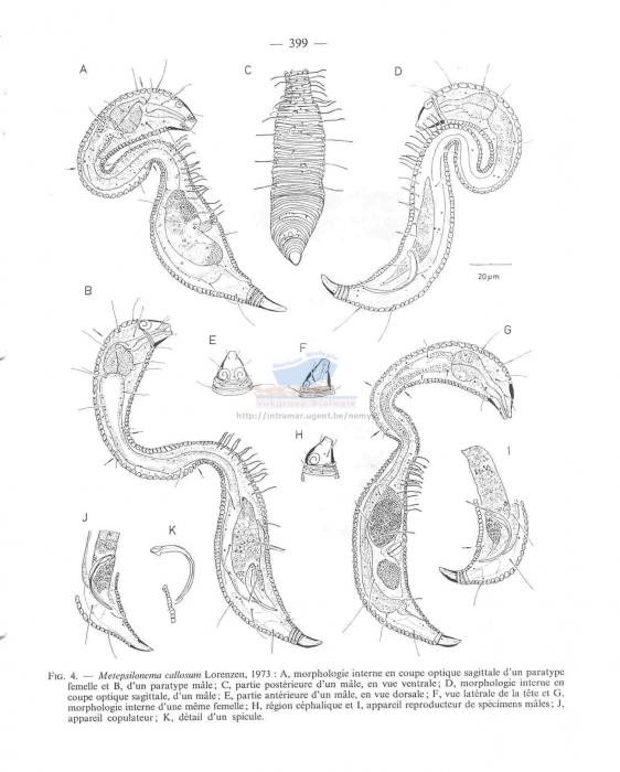 Metepsilonema callosum