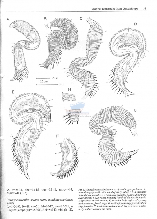 Metepsilonema clasingae