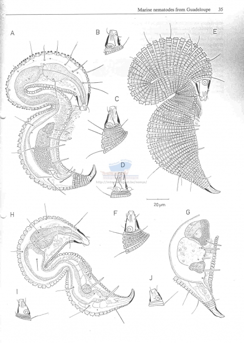 Metepsilonema glutinosum