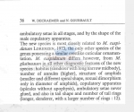 Nematode file-library of the Marine Biology Section (Ghent University, Belgium)