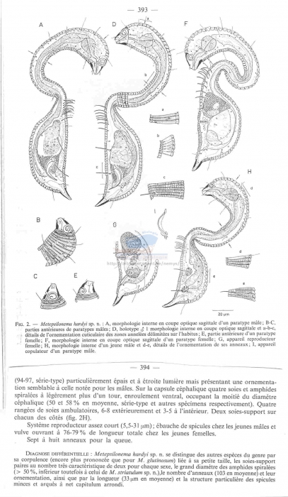 Metepsilonema hardyi