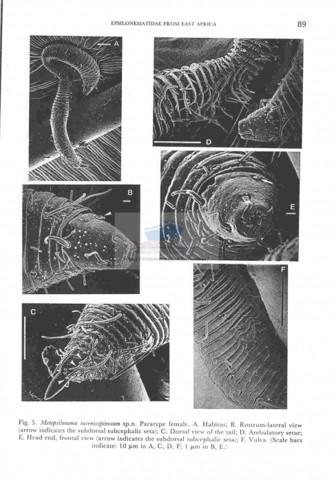 Metepsilonema iuvenisspinosum