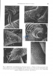 Nematode file-library of the Marine Biology Section (Ghent University, Belgium)