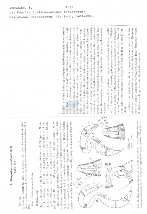 Metepsilonema laterale