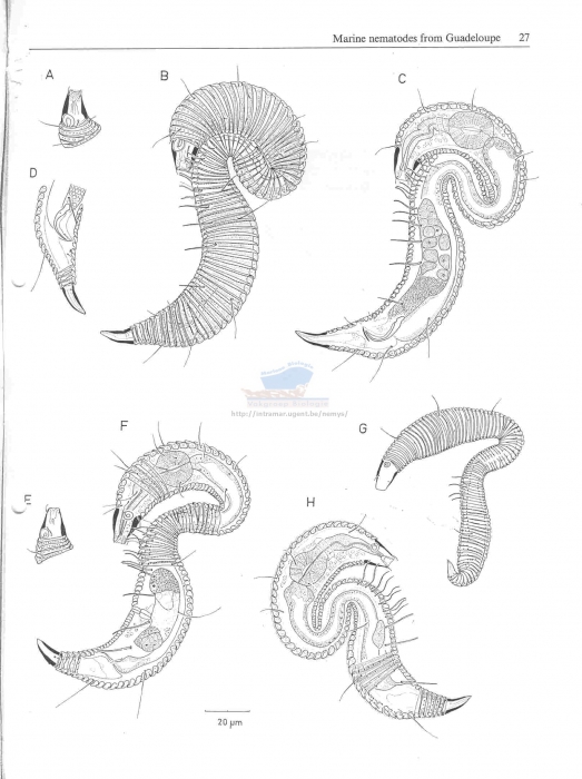 Metepsilonema magdae