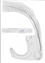 Metoncholaimus denticaudatus