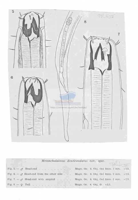 Metoncholaimus denticaudatus