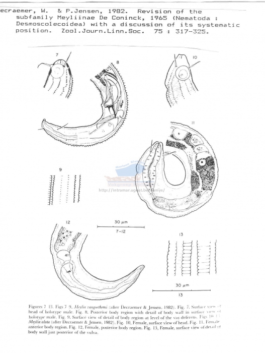 Meyliidae