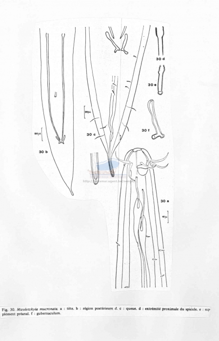 Micoletzkyia mucronata