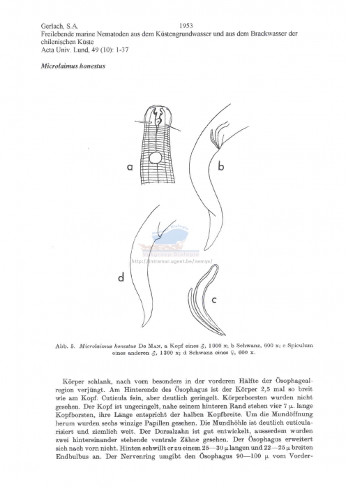 Microlaimus honestus