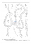 Nematode file-library of the Marine Biology Section (Ghent University, Belgium)