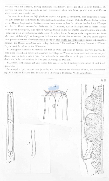 Monhystera longicaudata