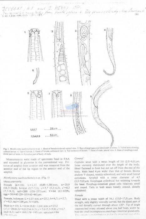 Monhystera taaiboschiensis