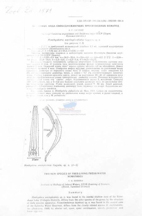 Monhystera uncispiculata