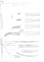 Monhystrella paraelegantula