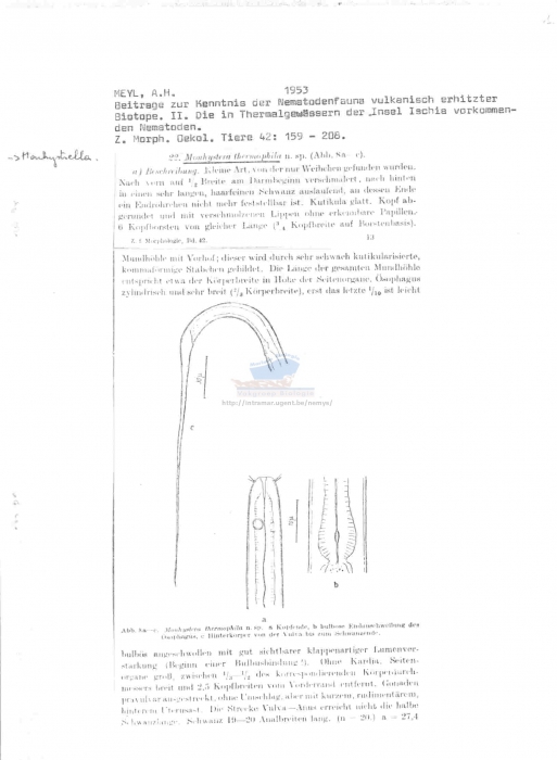 Monhystrella thermophila