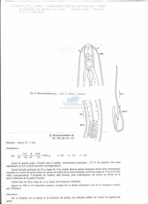 Mononcholaimus