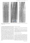 Nematode file-library of the Marine Biology Section (Ghent University, Belgium)