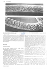 Nematode file-library of the Marine Biology Section (Ghent University, Belgium)