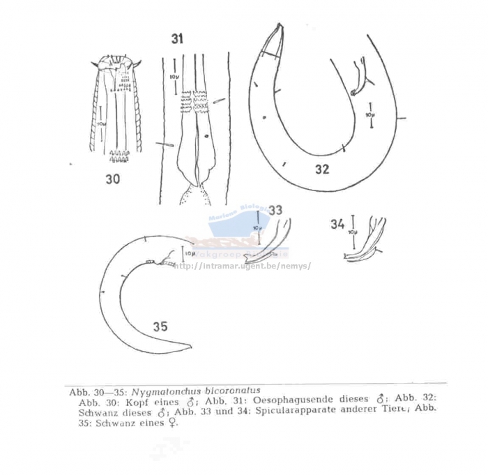 Nygmatonchus spinosus