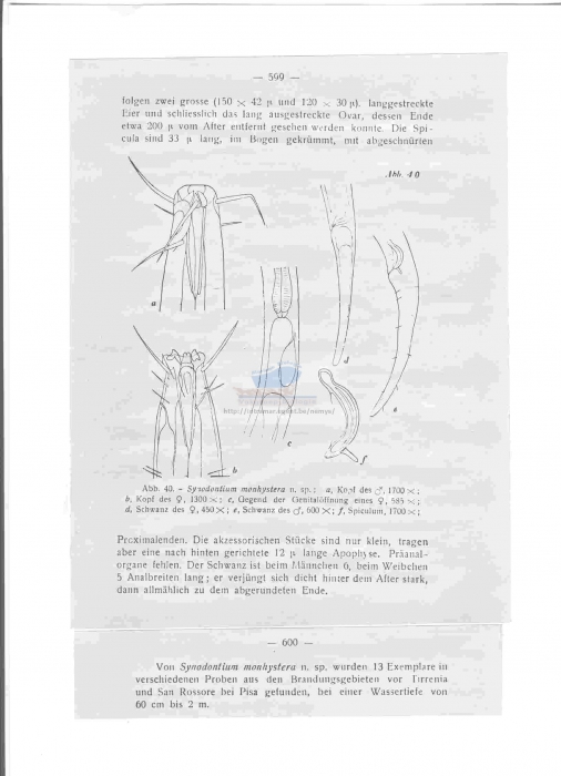 Odontophoroides monhystera