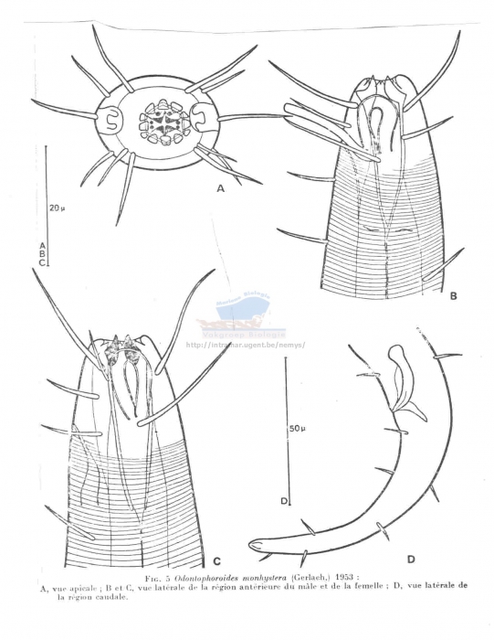 Odontophoroides monhystera