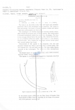 Onchium hawaiiense