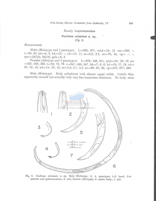 Onchium minutum