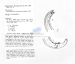 Oncholaimus brachyuris