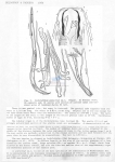 Nematode file-library of the Marine Biology Section (Ghent University, Belgium)
