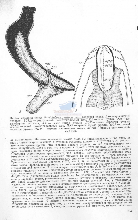 Pandolaimus ponticus