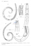 Paracanthonchus canadensis